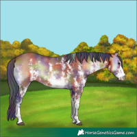 Horse Color:Nacre Bay Onyx Sabino 