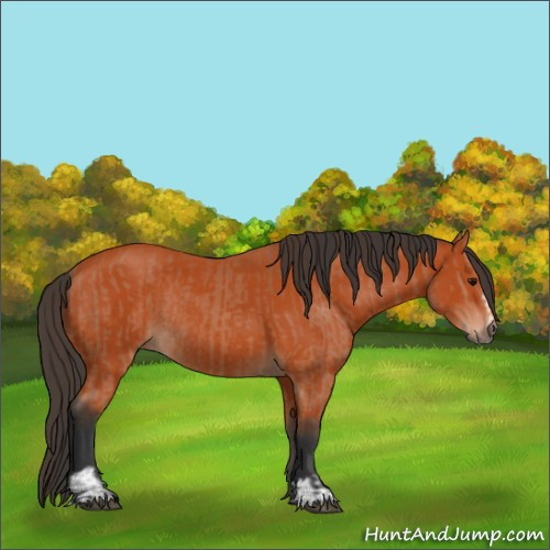 Horse Color:Bay Sabino Rabicano  and Bay Sabino Rabicano 