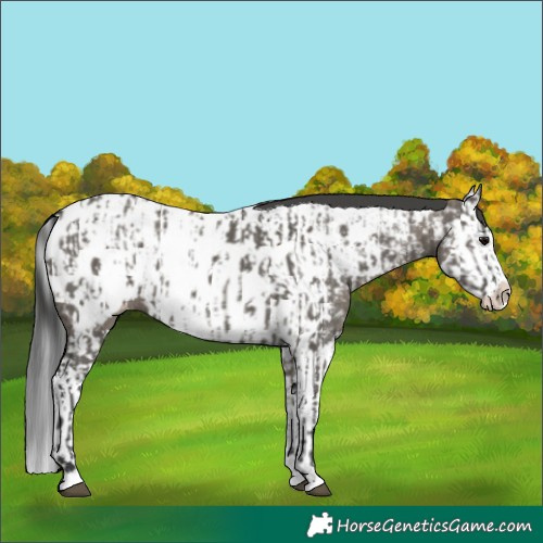 Horse Color:Grullo Sabino Splash Appaloosa and Grullo Sabino Splash Appaloosa