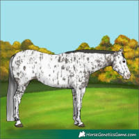 Horse Color:Grullo Sabino Splash Near Leopard  and Grullo Sabino Splash Near Fewspot 
