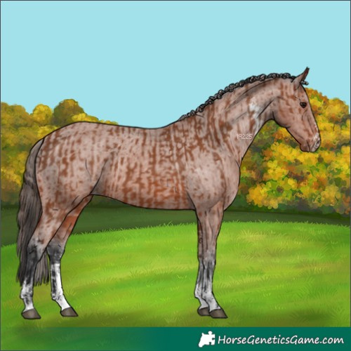 Horse Color:Bay Sabino Rabicano and Bay Sabino Varnish Rabicano