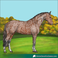 Horse Color:Bay Sabino Rabicano  and Bay Sabino Appaloosa Rabicano 