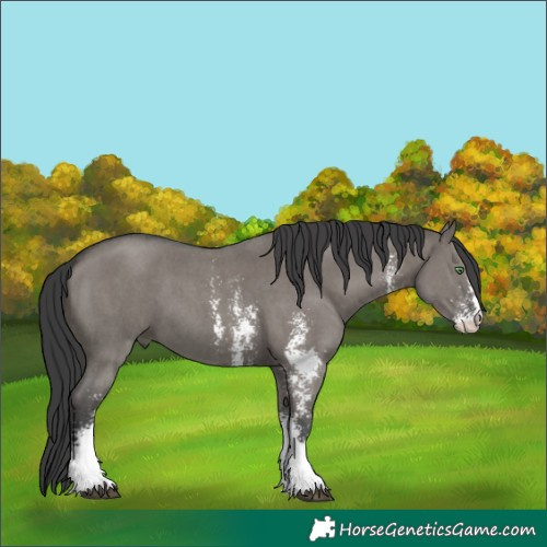 Horse Color:Grullo Sabino 