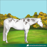 Horse Color:Liver Chestnut Sabino Splash Appaloosa  and Liver Chestnut Sabino Splash 