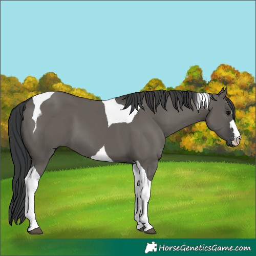 Horse Color:Grullo Tobiano 