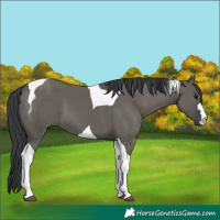 Horse Color:Grullo Tobiano 