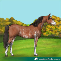 Horse Color:Bay Sabino Rabicano  and Bay Sabino Rabicano 