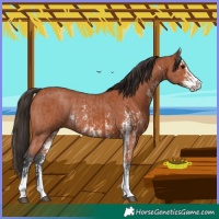 Horse Color:Bay Sabino Rabicano  and Bay Sabino Rabicano 
