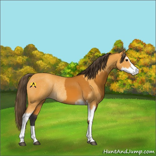 Horse Color:Buckskin Sabino Rabicano  and Amber Cream Champagne Sabino Rabicano 