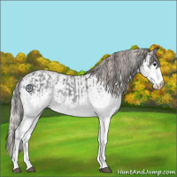 Horse Color:White Spotted Blue Roan Rabicano  and White Spotted Silver Blue Roan Rabicano 