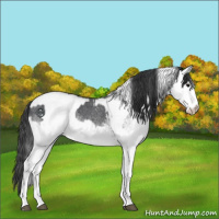 Horse Color:White Spotted Blue Roan Rabicano  and White Spotted Blue Roan Rabicano 