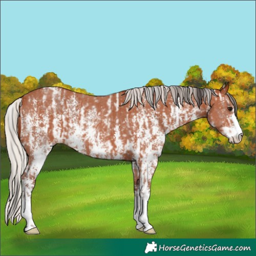 Horse Color:Bay Sabino Rabicano  and Silver Bay Sabino Rabicano 