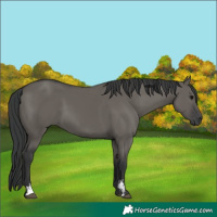 Horse Color:Grullo Sabino Rabicano 