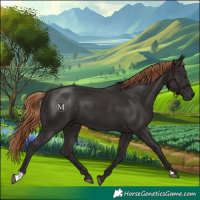 Horse Color:Liver Chestnut 