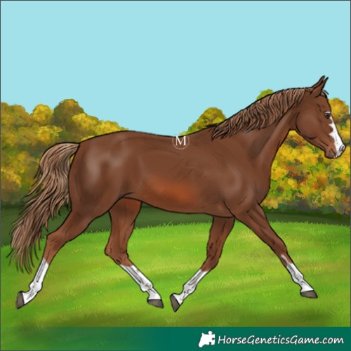 Horse Color:Chestnut 