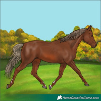 Horse Color:Chestnut 