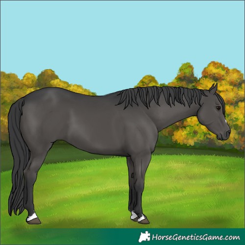 Horse Color:Black 