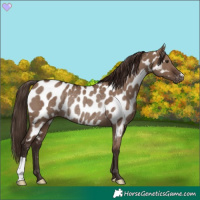 Horse Color:Liver Red Dun Appaloosa Rabicano 