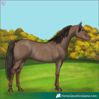 Horse Color:Liver Red Dun Appaloosa Rabicano