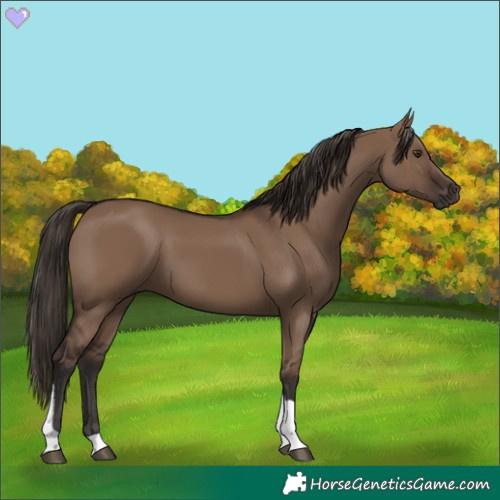 Horse Color:Liver Red Dun Tobiano Rabicano