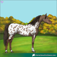 Horse Color:Liver Red Dun Tobiano Appaloosa Rabicano