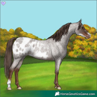 Horse Color:Liver Red Roan Frame Appaloosa 