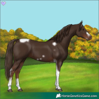 Horse Color:Liver Chestnut Tobiano Frame 