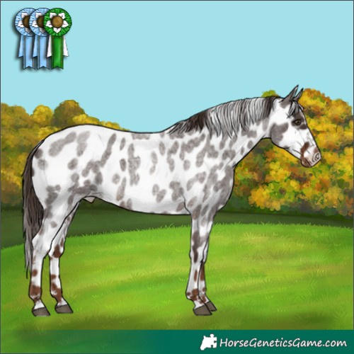 Horse Color:Liver Red Roan Appaloosa 