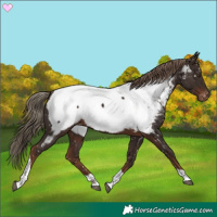 Horse Color:Liver Chestnut Tobiano Appaloosa 