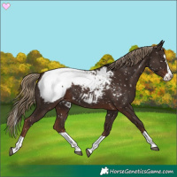 Horse Color:Liver Chestnut Splash Appaloosa 