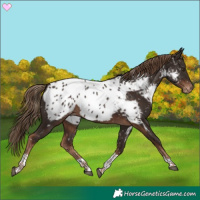 Horse Color:Liver Chestnut Tobiano Appaloosa 