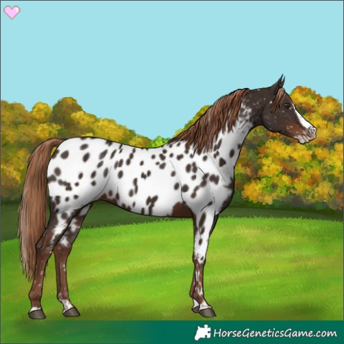 Horse Color:Liver Chestnut Splash Near Leopard 