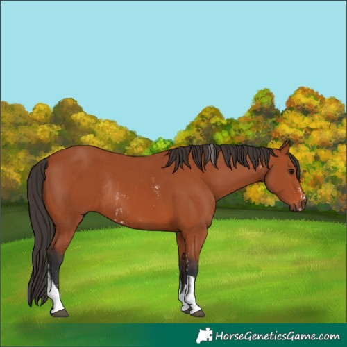 Horse Color:Bay Sabino Rabicano  and Bay Tobiano Rabicano 