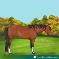 Horse Color:Bay Sabino Rabicano  and Bay Tobiano Rabicano 