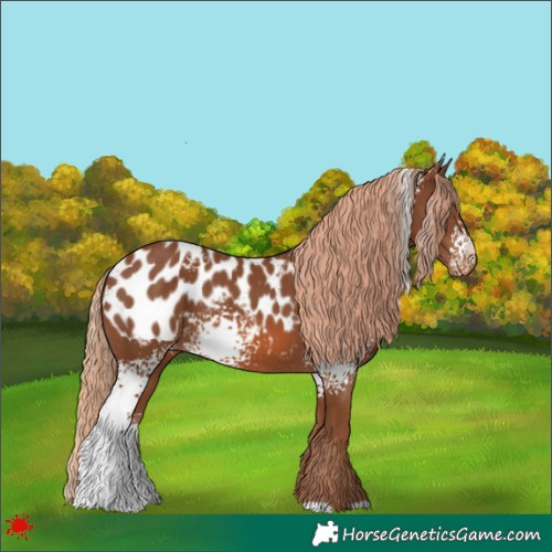 Horse Color:White Spotted Chestnut Appaloosa 