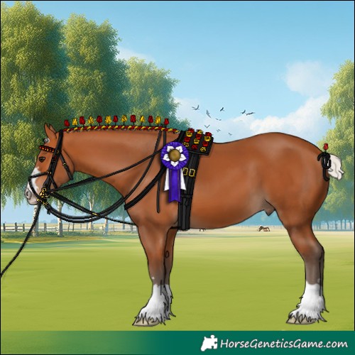 Horse Color:Silver Bay 