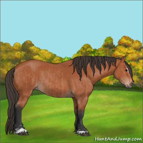 Horse Color:Bay Sabino Rabicano  and Bay Sabino Rabicano 