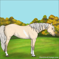 Horse Color:Silver Buckskin Dun Tobiano 