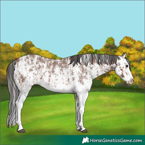 Horse Color:Brown Sabino Rabicano and Brown Sabino Splash Rabicano