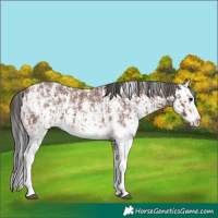 Horse Color:Brown Sabino Rabicano and Brown Sabino Splash Rabicano
