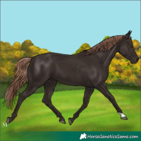 Horse Color:Liver Chestnut