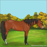 Horse Color:Bay Sabino Rabicano and Bay Sabino Rabicano