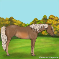 Horse Color:Chocolate Palomino 