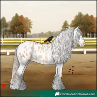 Horse Color:White Spotted Red Dun Pearl Appaloosa 