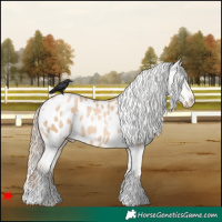 Horse Color:White Spotted Red Dun Pearl Appaloosa