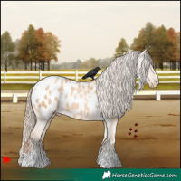 Horse Color:White Spotted Red Dun Pearl Appaloosa 