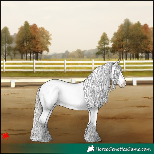 Horse Color:White Spotted Silver Grullo Roan Appaloosa