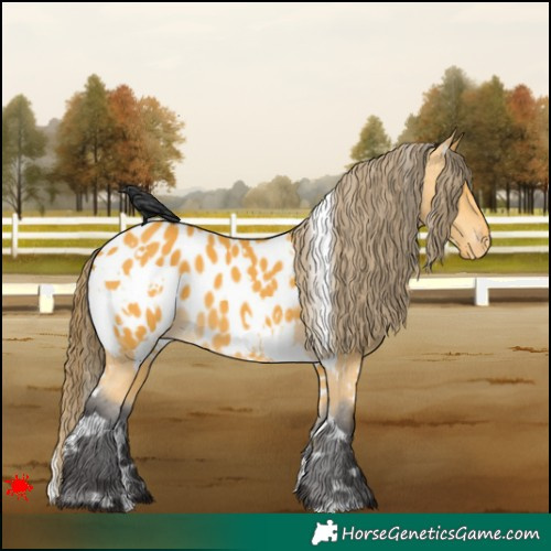 Horse Color:White Spotted Buckskin Blanket