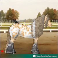 Horse Color:White Spotted Buckskin Appaloosa
