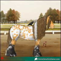 Horse Color:White Spotted Buckskin Appaloosa 